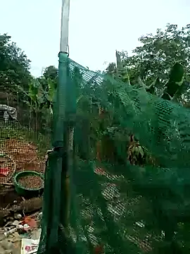 Snapshot of congchua977 chatting on 03.02.26 congchua977 online show from 03.02.26