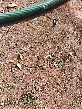 Snapshot of janbi_sexe chatting on 01.15.26 janbi sexe online show from 01.15.26