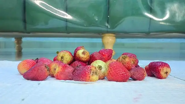 zarcasutra t online show from 03.31.26