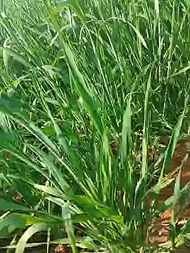 Snapshot of Kirti_sexy chatting on 01.15.26 Kirti sexy online show from 01.15.26