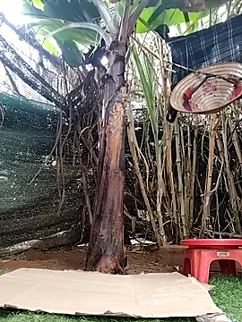 leona118 online show from 04.08.26