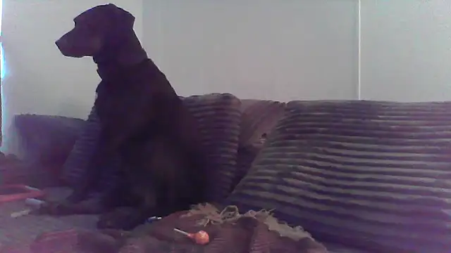 HungandHynotic online show from 03.03.26