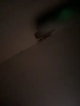 Valentinacouple online show from 03.07.26