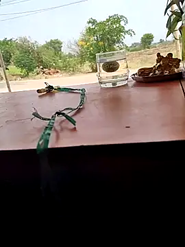 Snapshot of Chandu1245 chatting on 04.11.26 Chandu1245 online show from 04.11.26