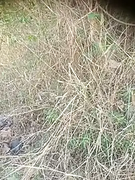 Ambala1 online show from 04.12.26