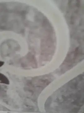 sk022 online show from 04.15.26