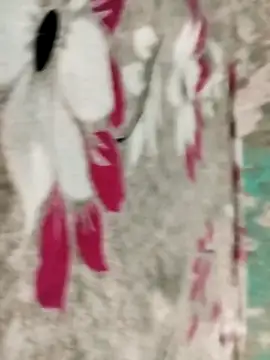 badmasss69 online show from 04.16.26