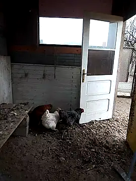 sarpe4 online show from 11.22.25