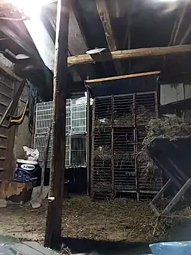 sarpe4 online show from 03.02.26