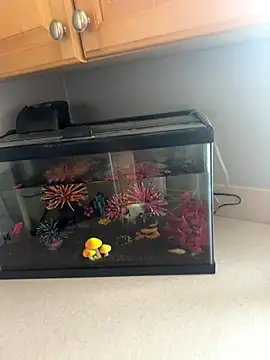 lovely beast online show from 12.16.25