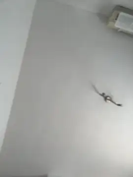 Snapshot of itsCassie chatting on 10.13.25 itsCassie online show from 10.13.25