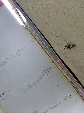 Vickyrajput009 online show from 04.16.26