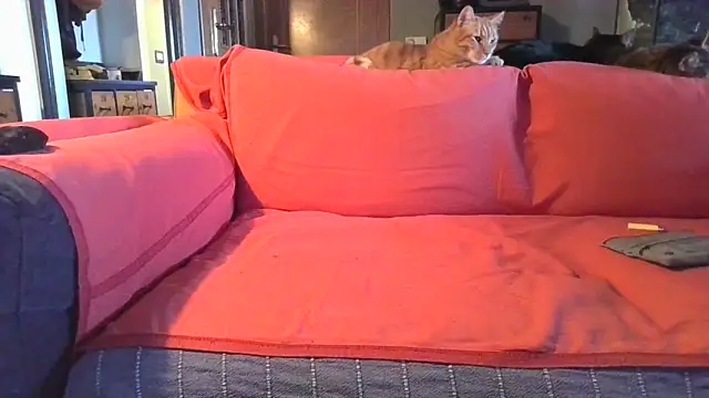 Snapshot of naked_bear chatting on 02.05.25 naked bear online show from 02.05.25