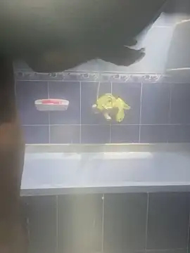 Arabien Pharaoh- online show from 02.12.25