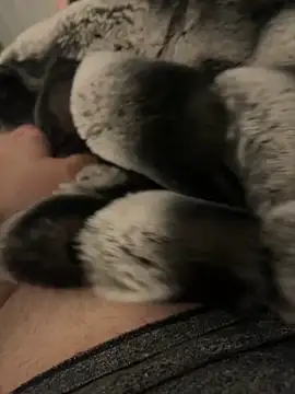 Snapshot of Furdale chatting on 12.02.24 Furdale online show from 12.02.24