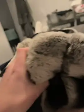 Snapshot of Furdale chatting on 12.16.24 Furdale online show from 12.16.24