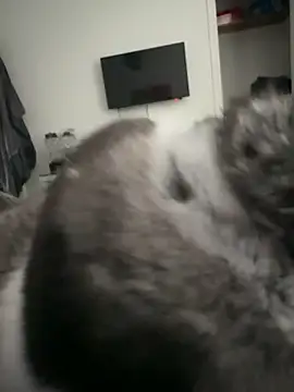 Snapshot of Furdale chatting on 09.18.25 Furdale online show from 09.18.25