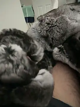 Snapshot of Furdale chatting on 09.24.25 Furdale online show from 09.24.25