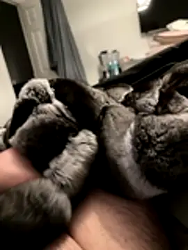 Furdale online show from 11.18.25