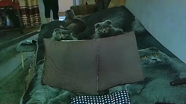 sex2 online show from 11.14.25