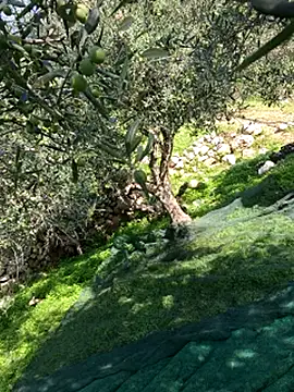 Snapshot of VictoriaMiami chatting on 11.15.25 VictoriaMiami online show from 11.15.25