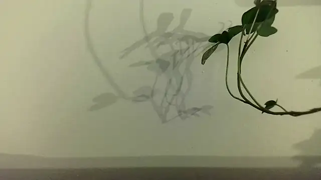 Snapshot of fdd13 chatting on 02.18.25 fdd13 online show from 02.18.25